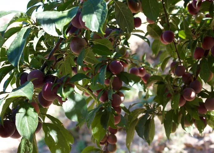 Mareblu 3* チェファル